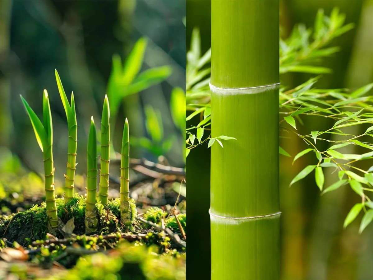 Bamboo Can Grow 91 Centimeters in a Single Day illustration
