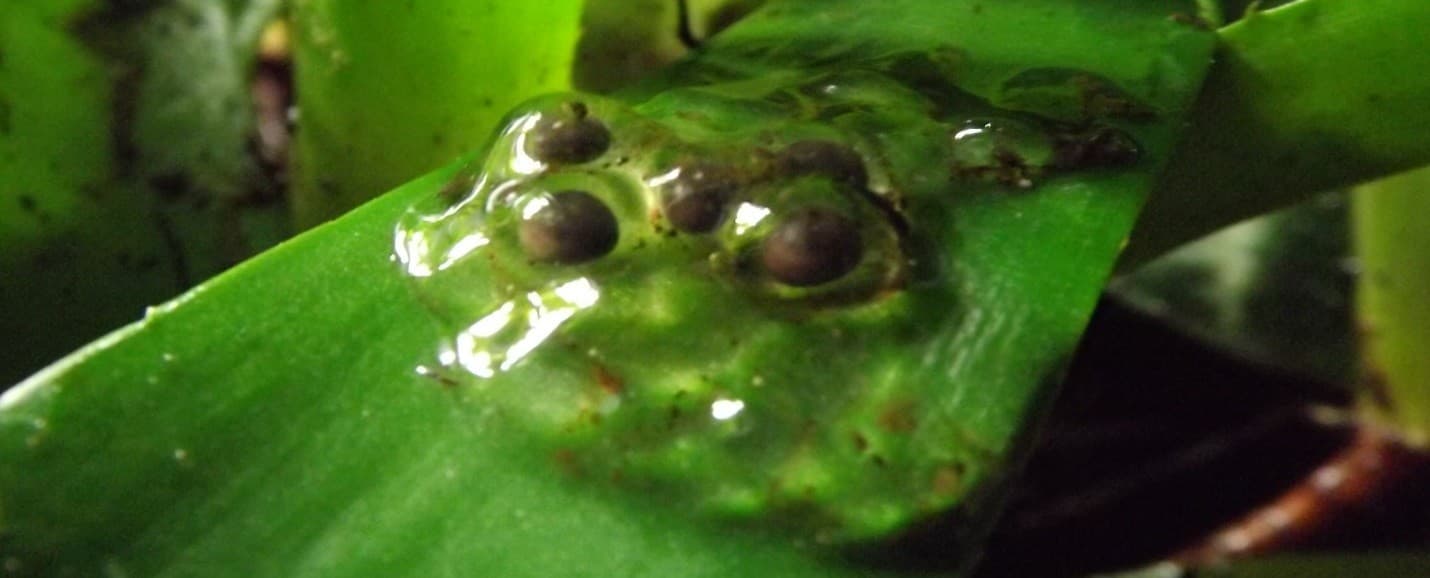 FROGS or toads - animals illustration