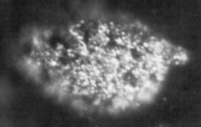 BERKELIUM / CALIFORNIUM / AMERICIUM / EUROPIUM #97 #98 #95 # 63 - science illustration